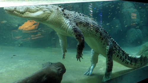 Crocodile aquarium at NT Wildlife Park