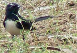 Willie Wagtail